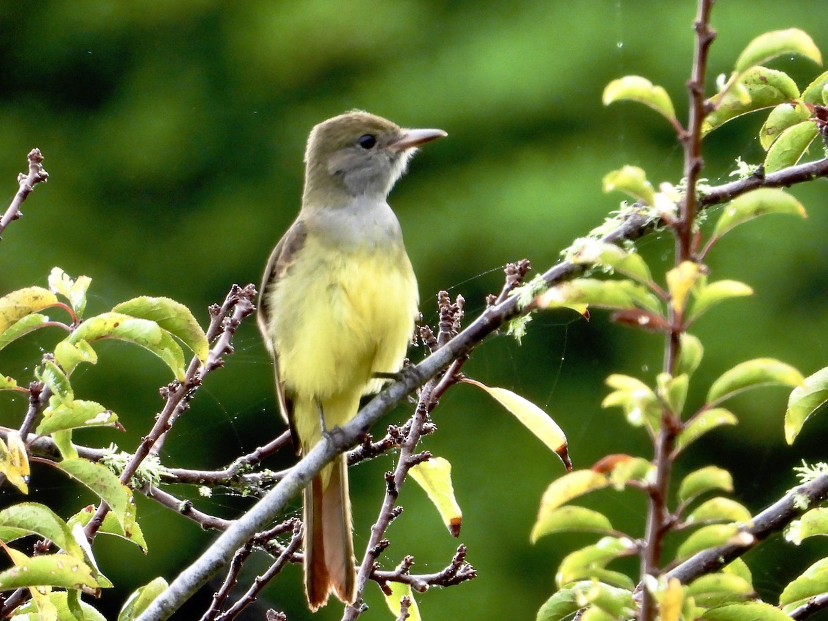 Great Crested Flycatcher - ML642821309