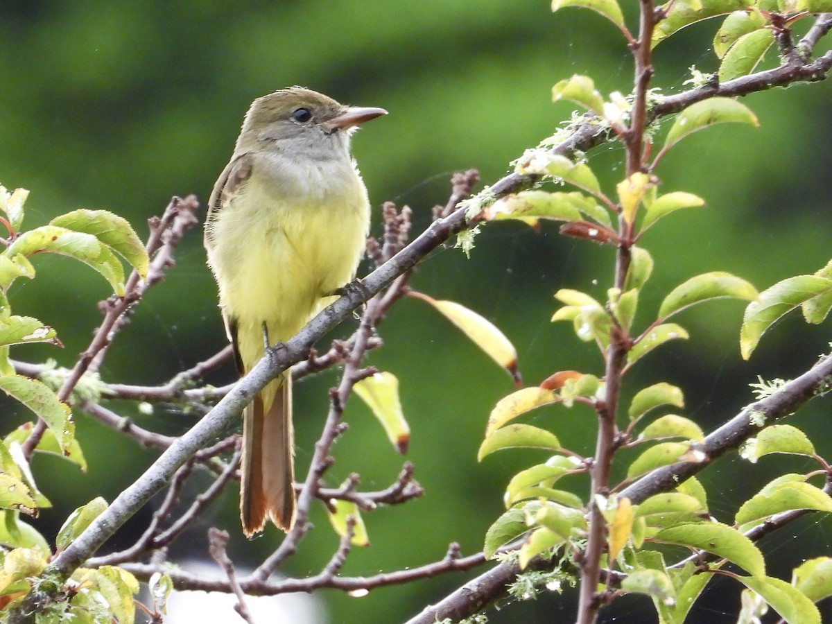 Great Crested Flycatcher - ML642821312