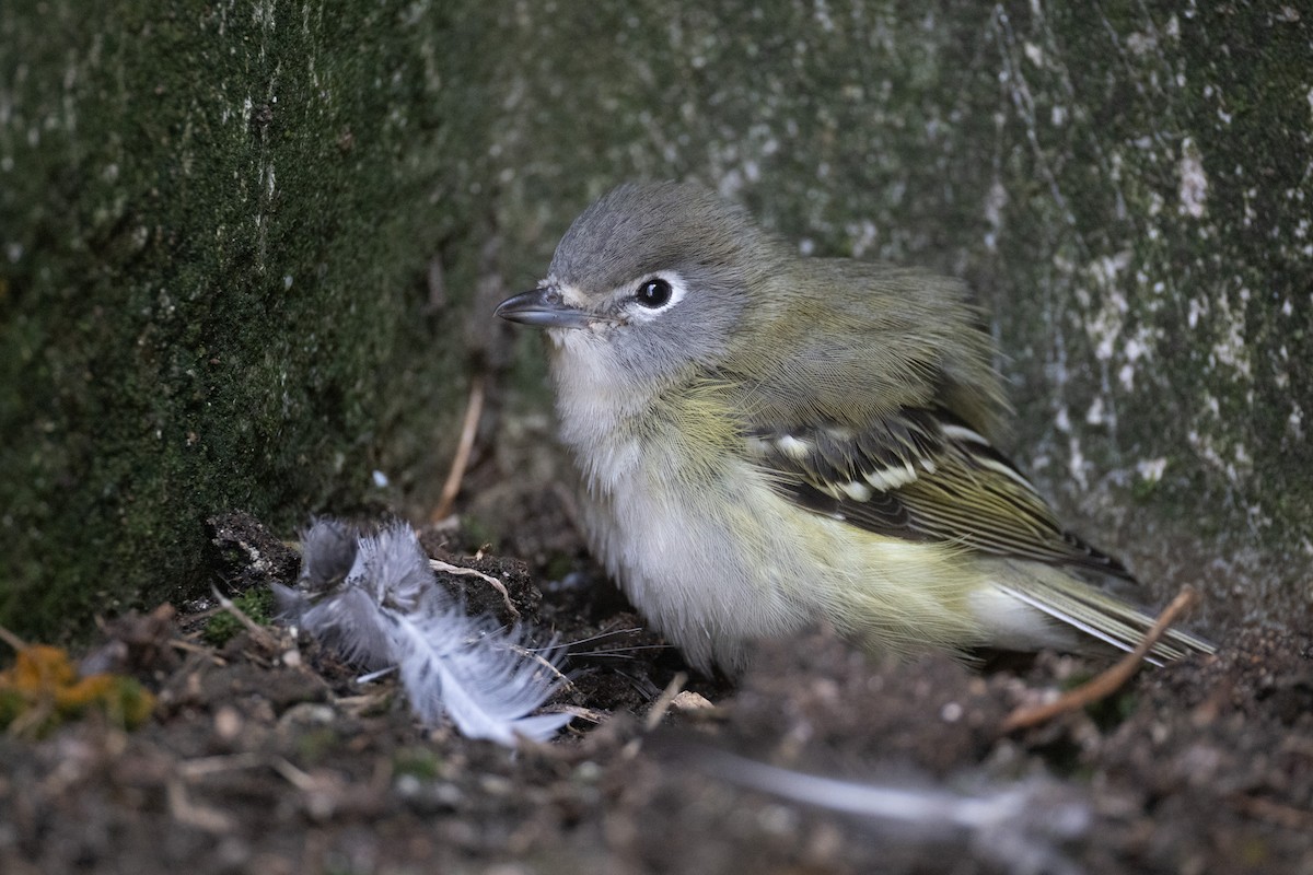 Cassin's Vireo - ML642821313