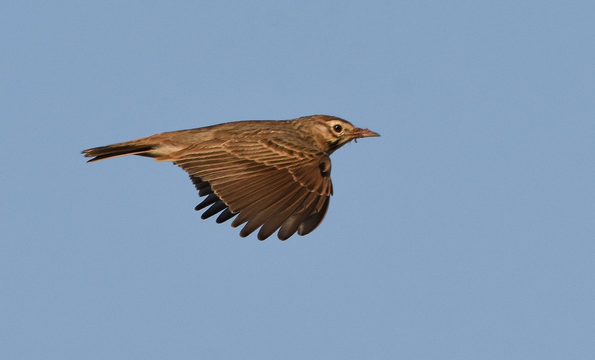 Crested Lark - ML642821314