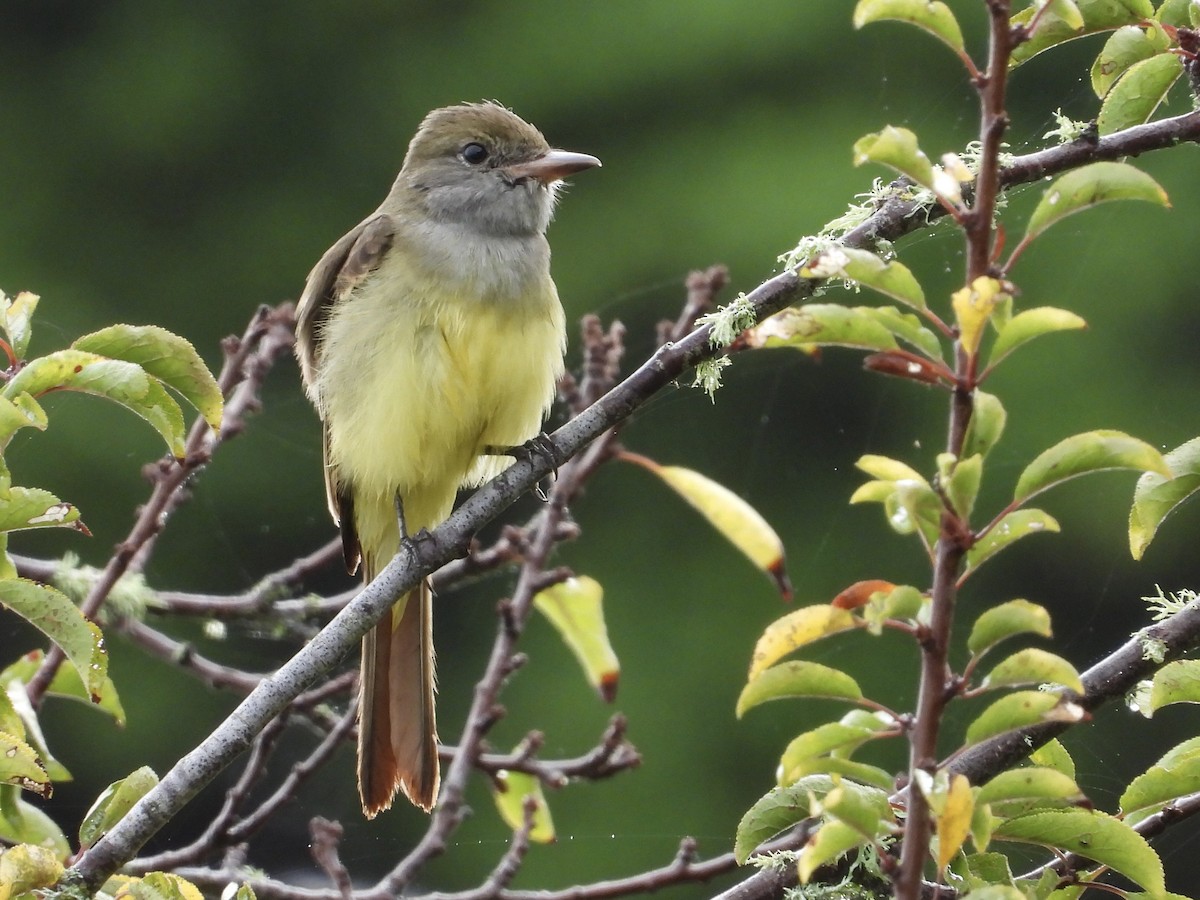 Great Crested Flycatcher - ML642821315