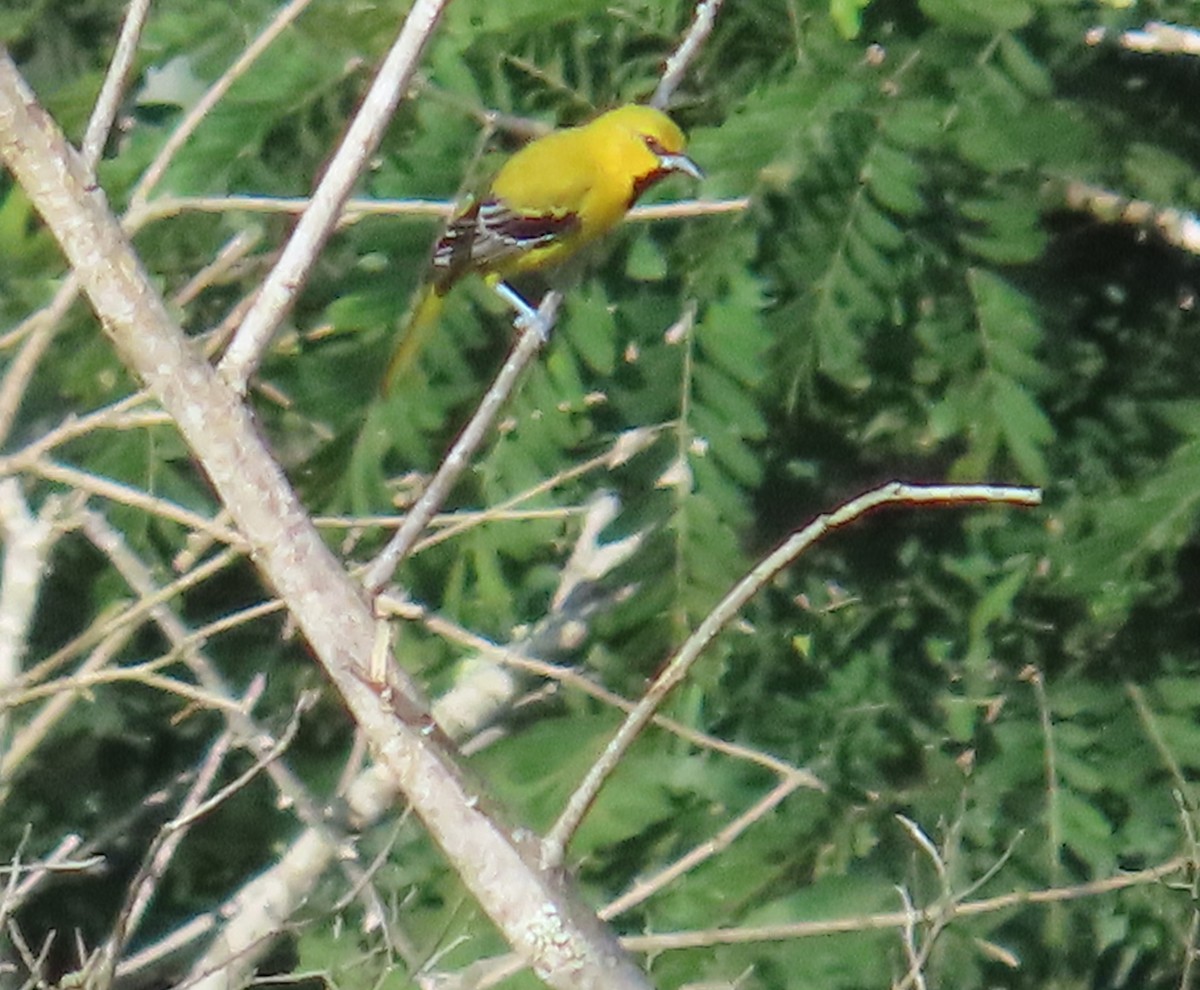 Yellow Oriole - ML642821316