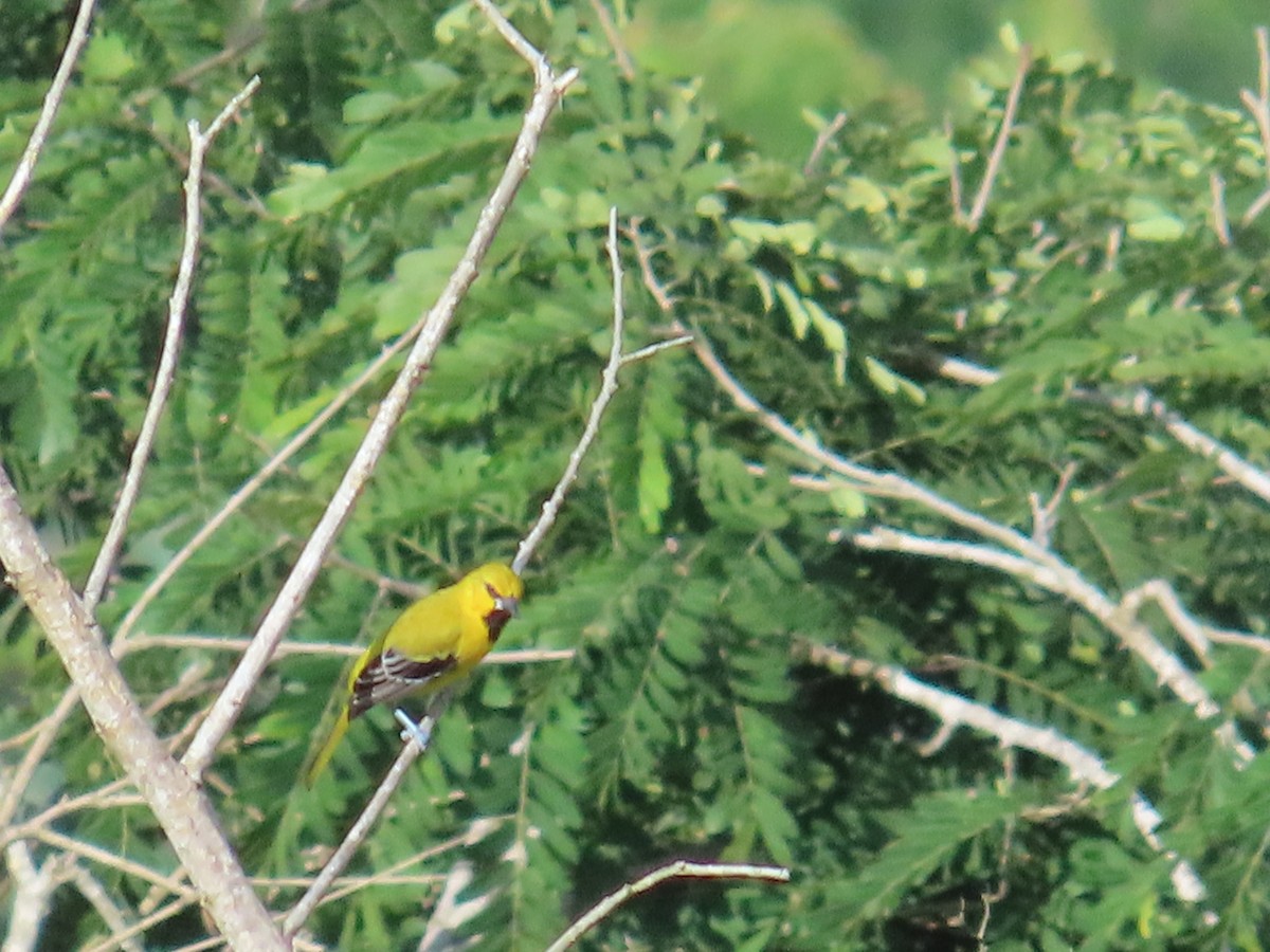 Yellow Oriole - ML642821317