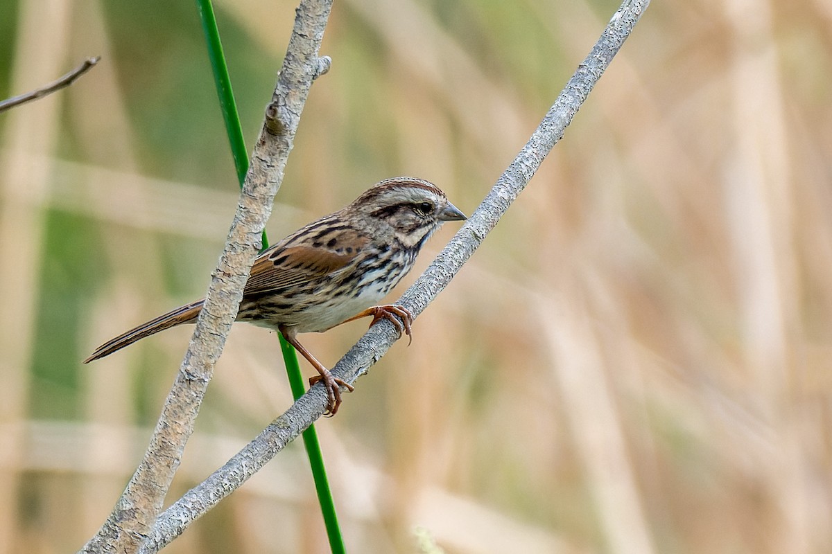 Song Sparrow - ML642821318
