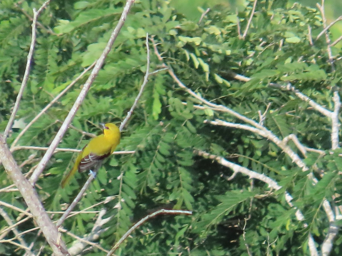 Yellow Oriole - ML642821319