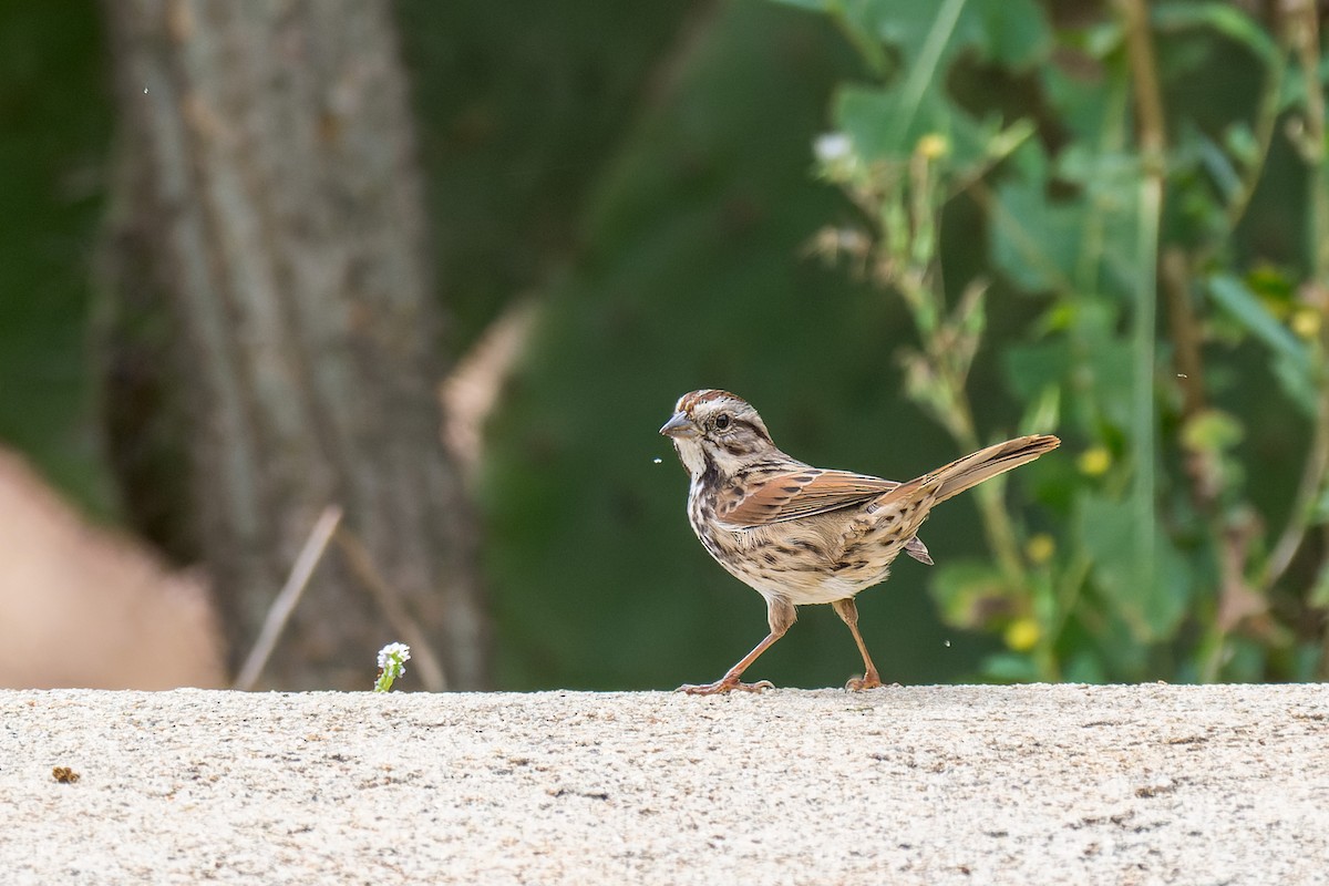 Song Sparrow - ML642821321