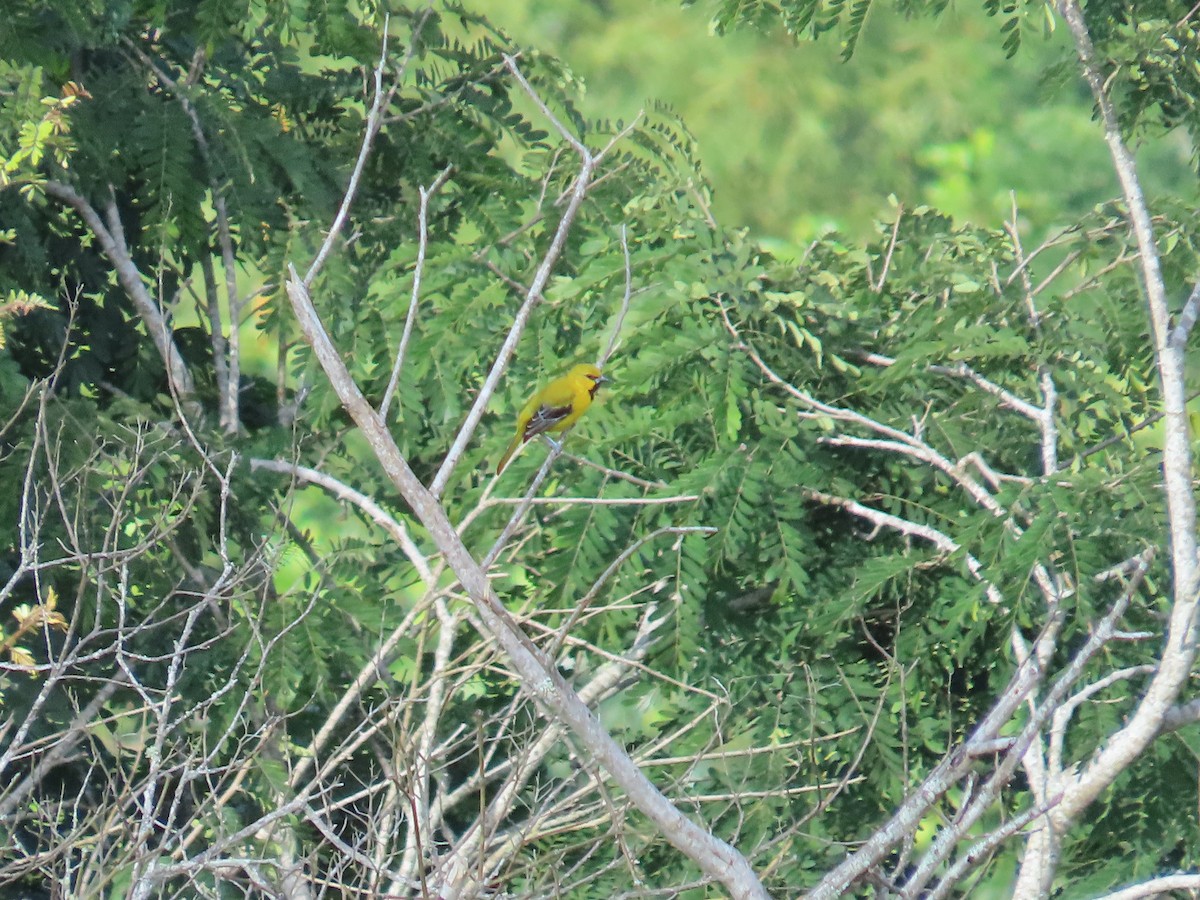 Yellow Oriole - ML642821322