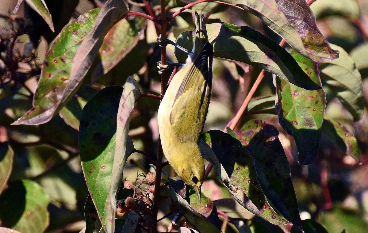 Tennessee Warbler - ML642821323