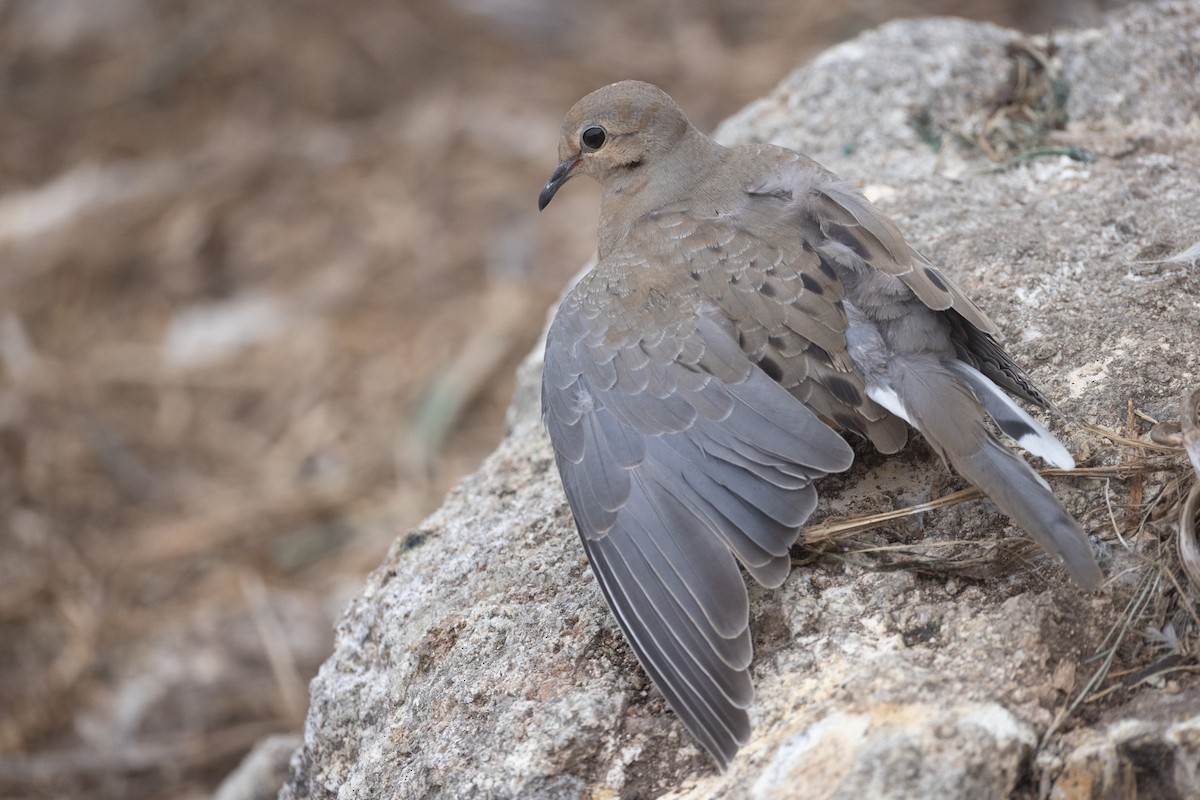 Mourning Dove - ML642821324