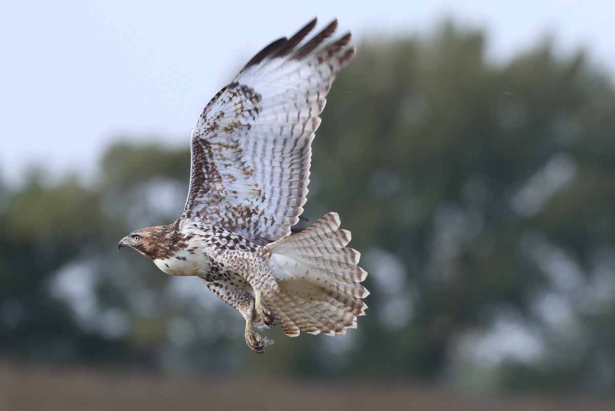 Red-tailed Hawk - ML642821328