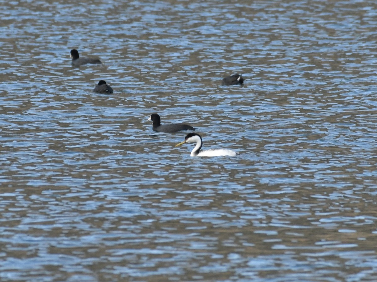 Western Grebe - ML642821339