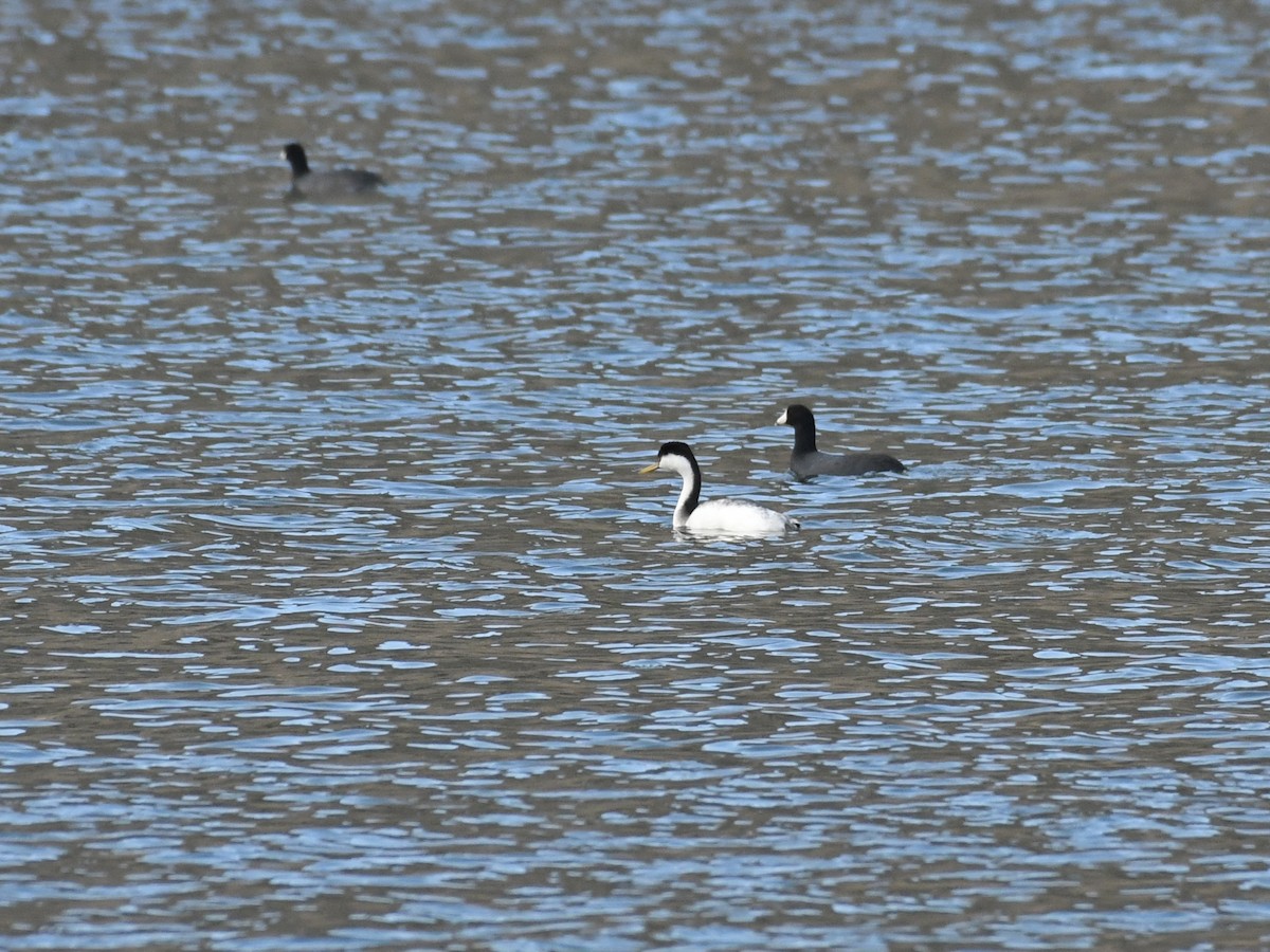 Western Grebe - ML642821340