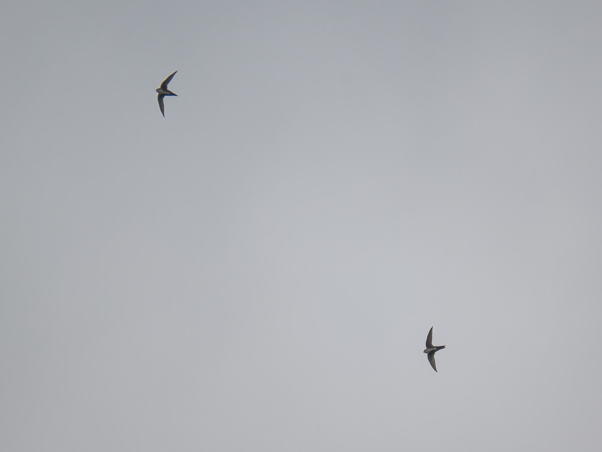 White-throated Swift - ML642821359