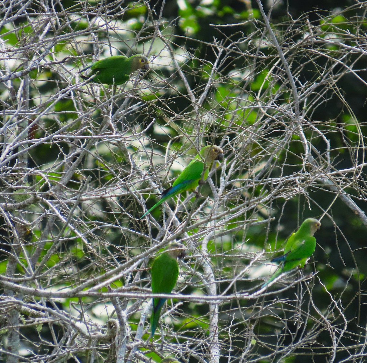 Brown-throated Parakeet - ML642821370