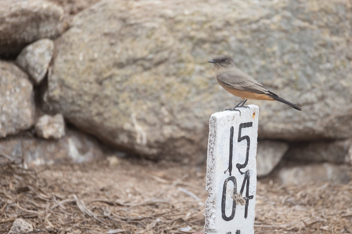 Say's Phoebe - ML642821391