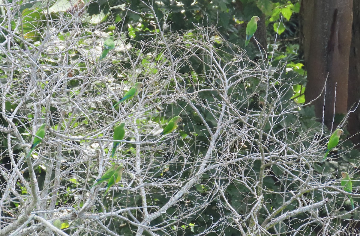 Brown-throated Parakeet - ML642821395