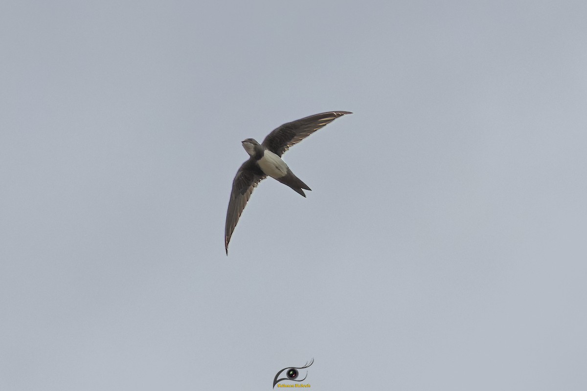 Alpine Swift - ML642821397