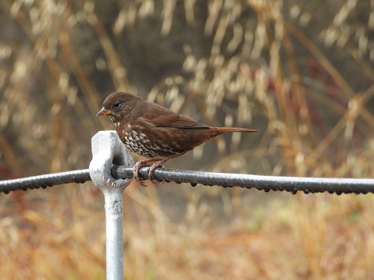 Fox Sparrow (Sooty) - ML642821403