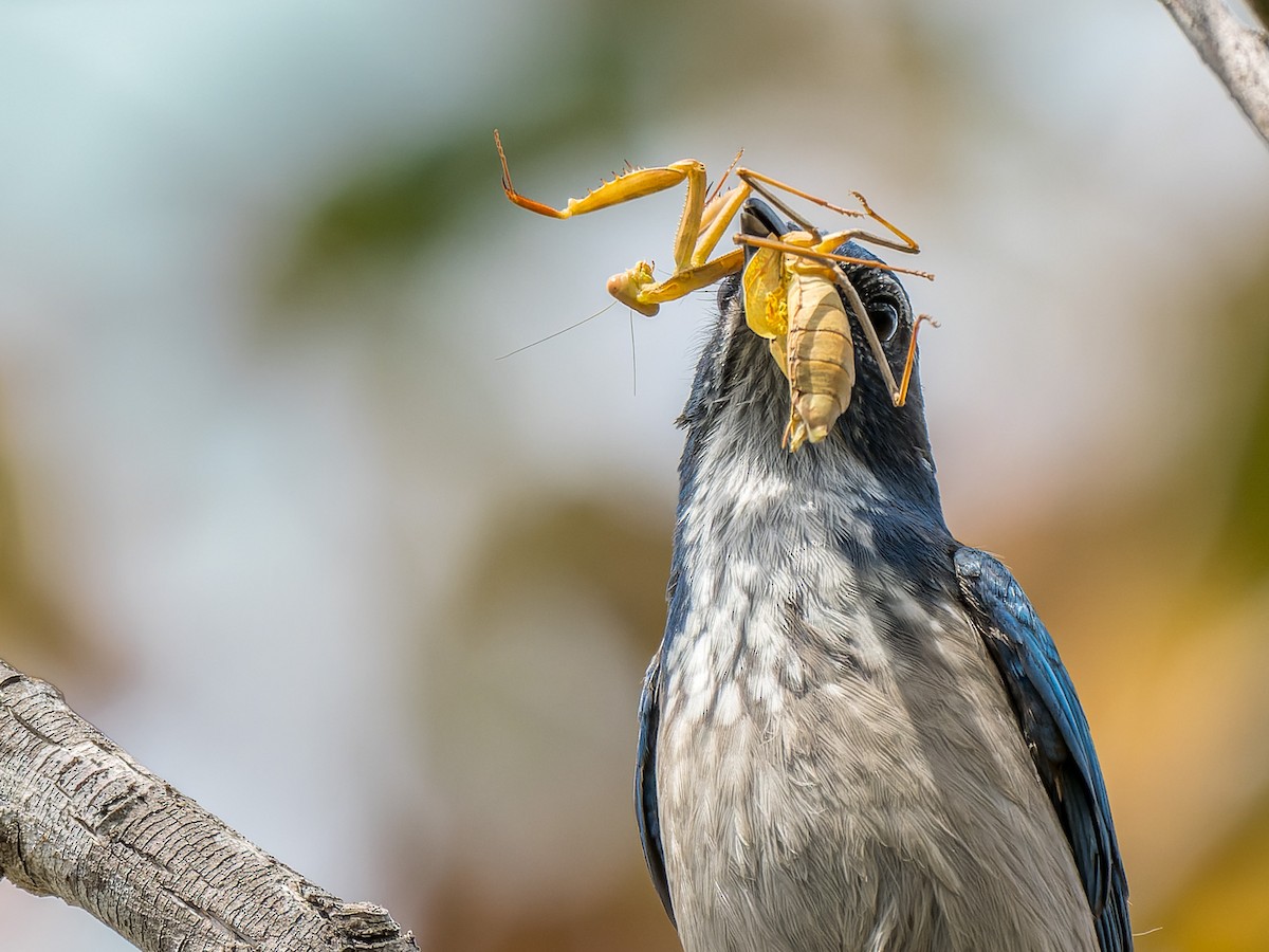 California Scrub-Jay - ML642821406