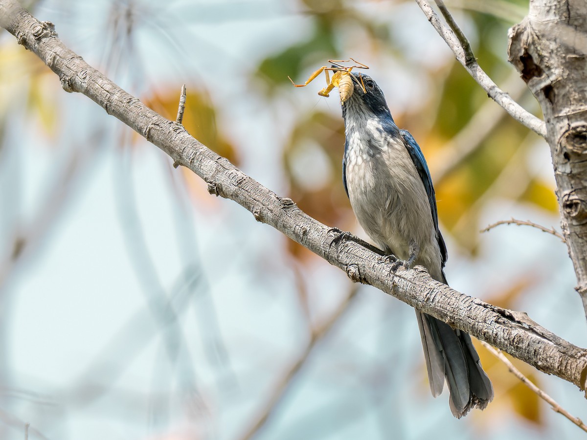 California Scrub-Jay - ML642821407