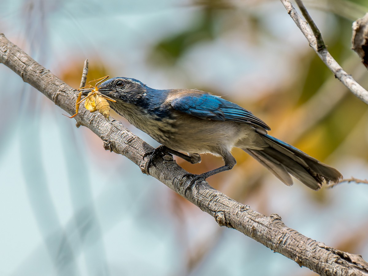 California Scrub-Jay - ML642821408