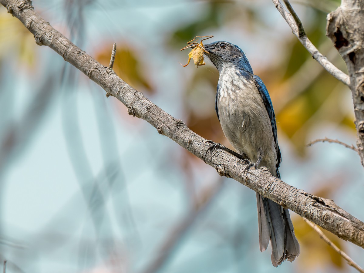 California Scrub-Jay - ML642821409