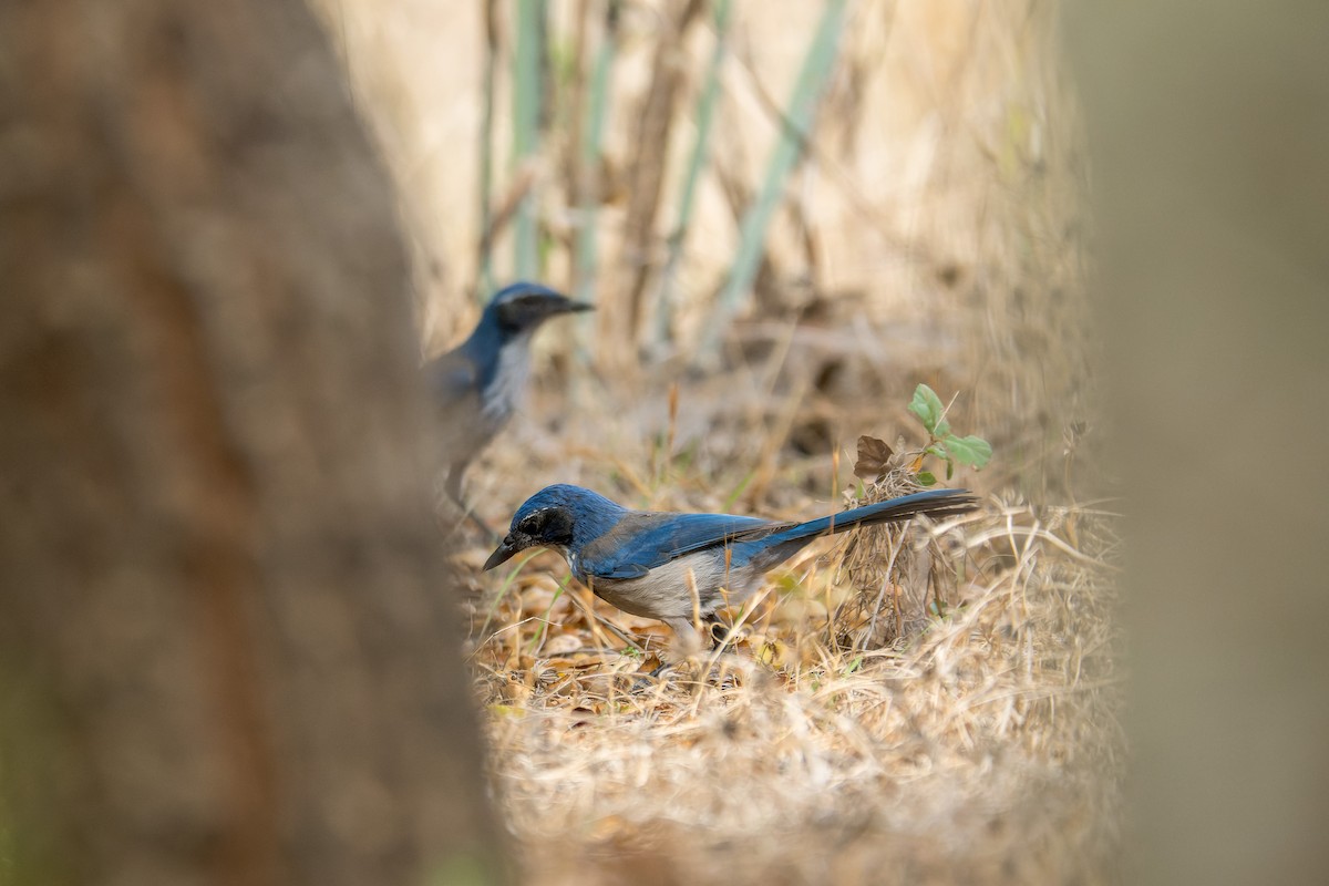 California Scrub-Jay - ML642821410