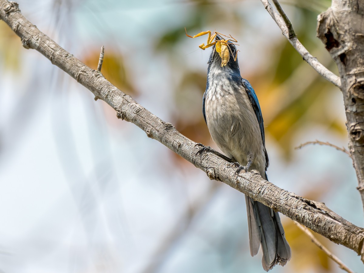 California Scrub-Jay - ML642821411