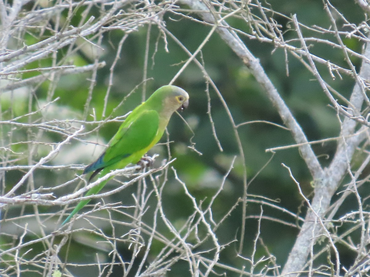 Brown-throated Parakeet - ML642821416