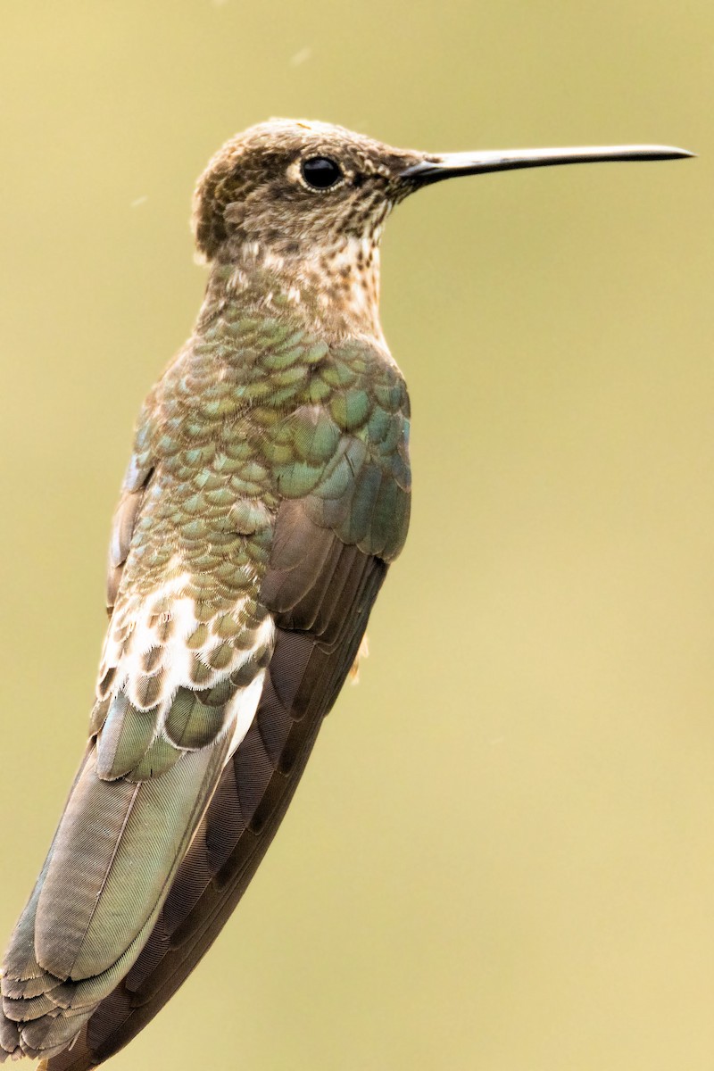 Giant Hummingbird - ML642821433