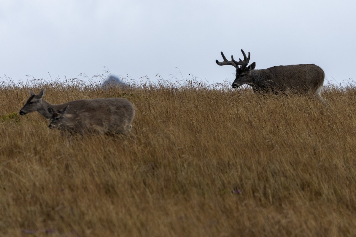 Ecuador White-tailed Deer - ML642821450