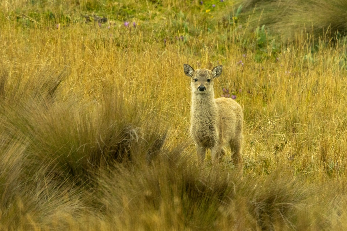 Ecuador White-tailed Deer - ML642821451