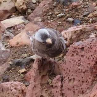 Black Rosy-Finch - ML642821467