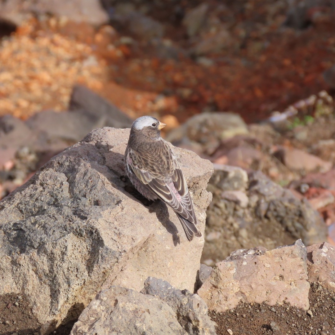 Black Rosy-Finch - ML642821468
