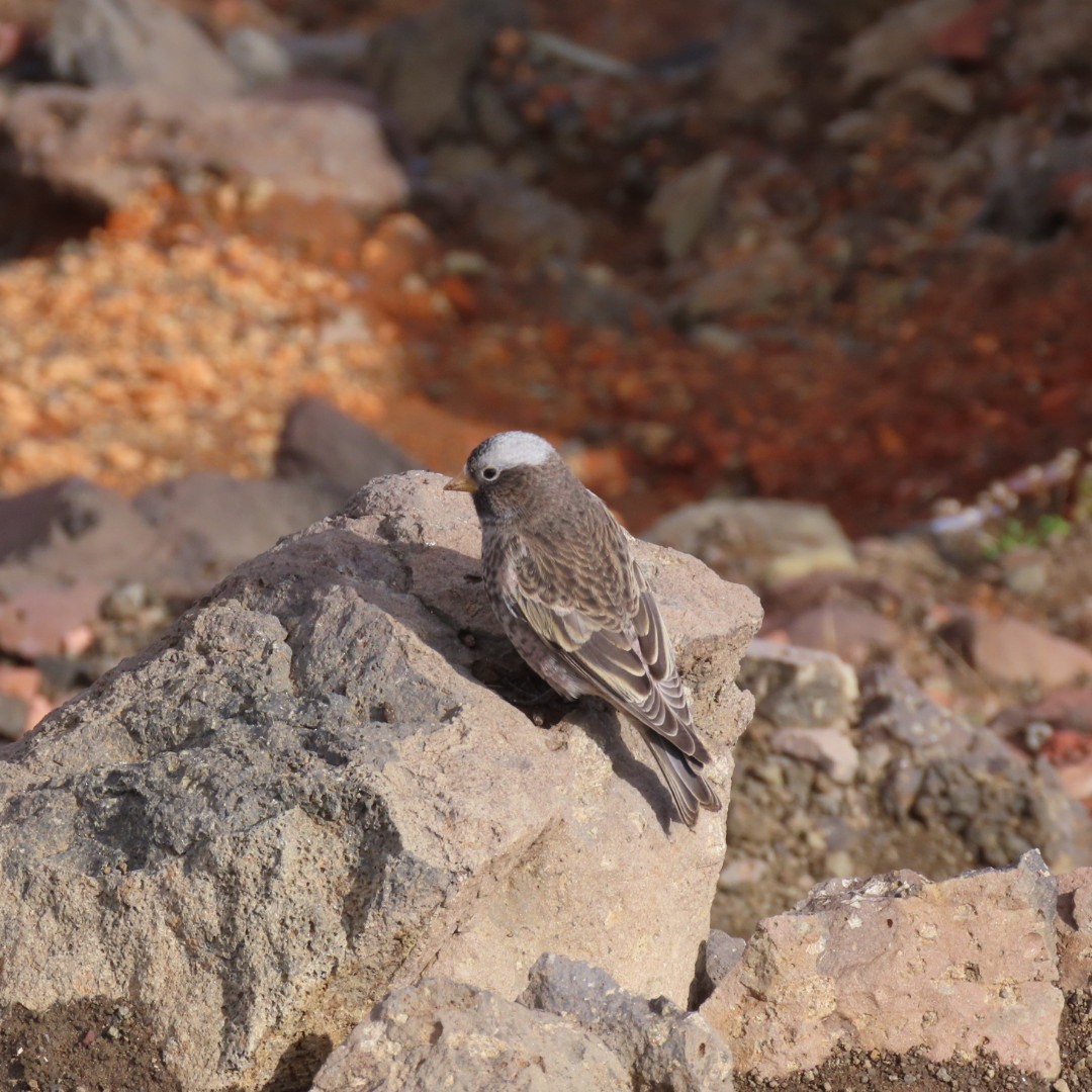 Black Rosy-Finch - ML642821470