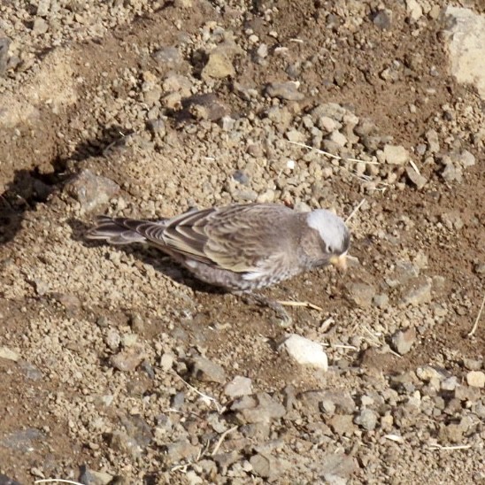 Black Rosy-Finch - ML642821471