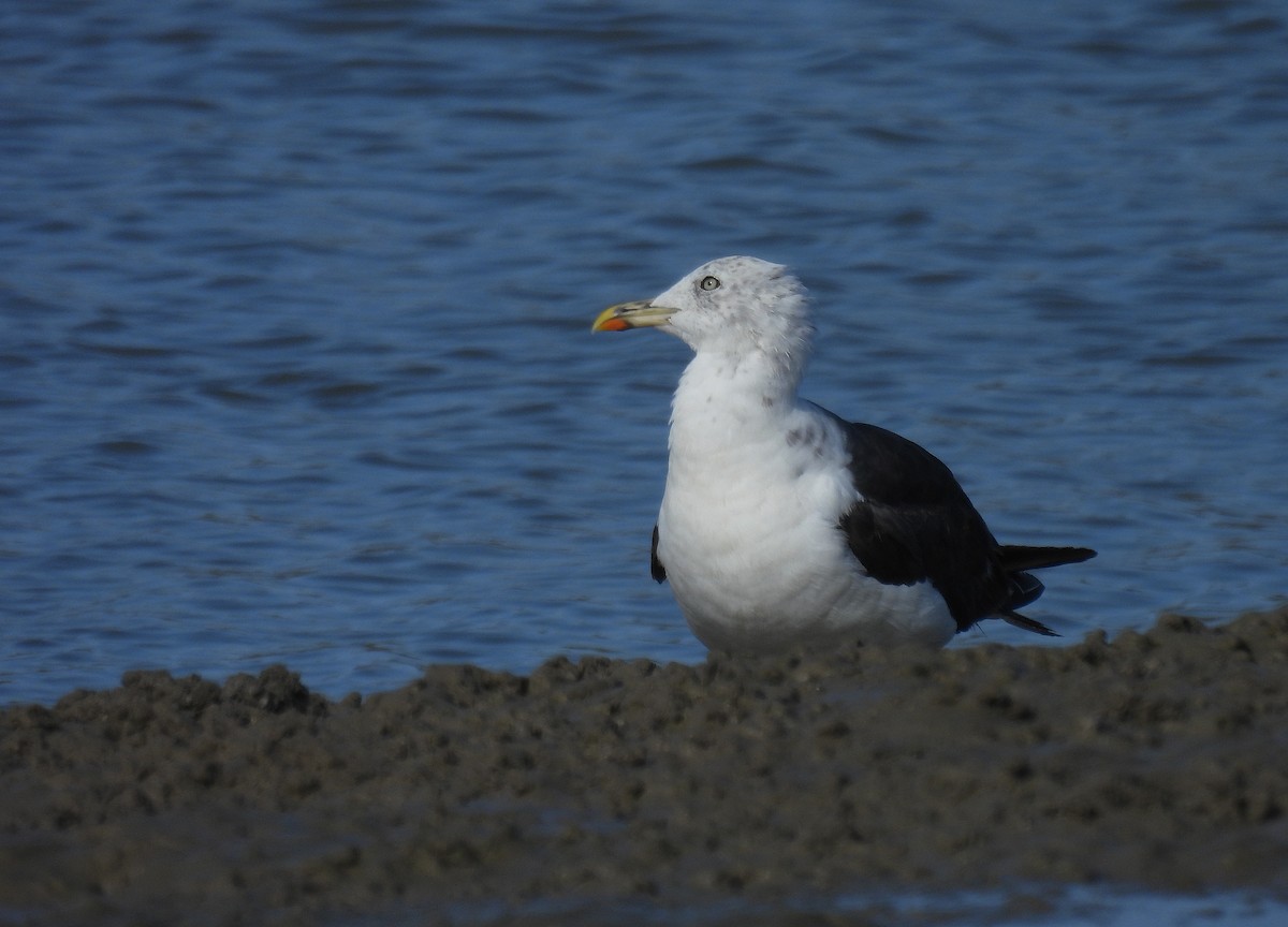 Gaviota Sombría - ML642821483