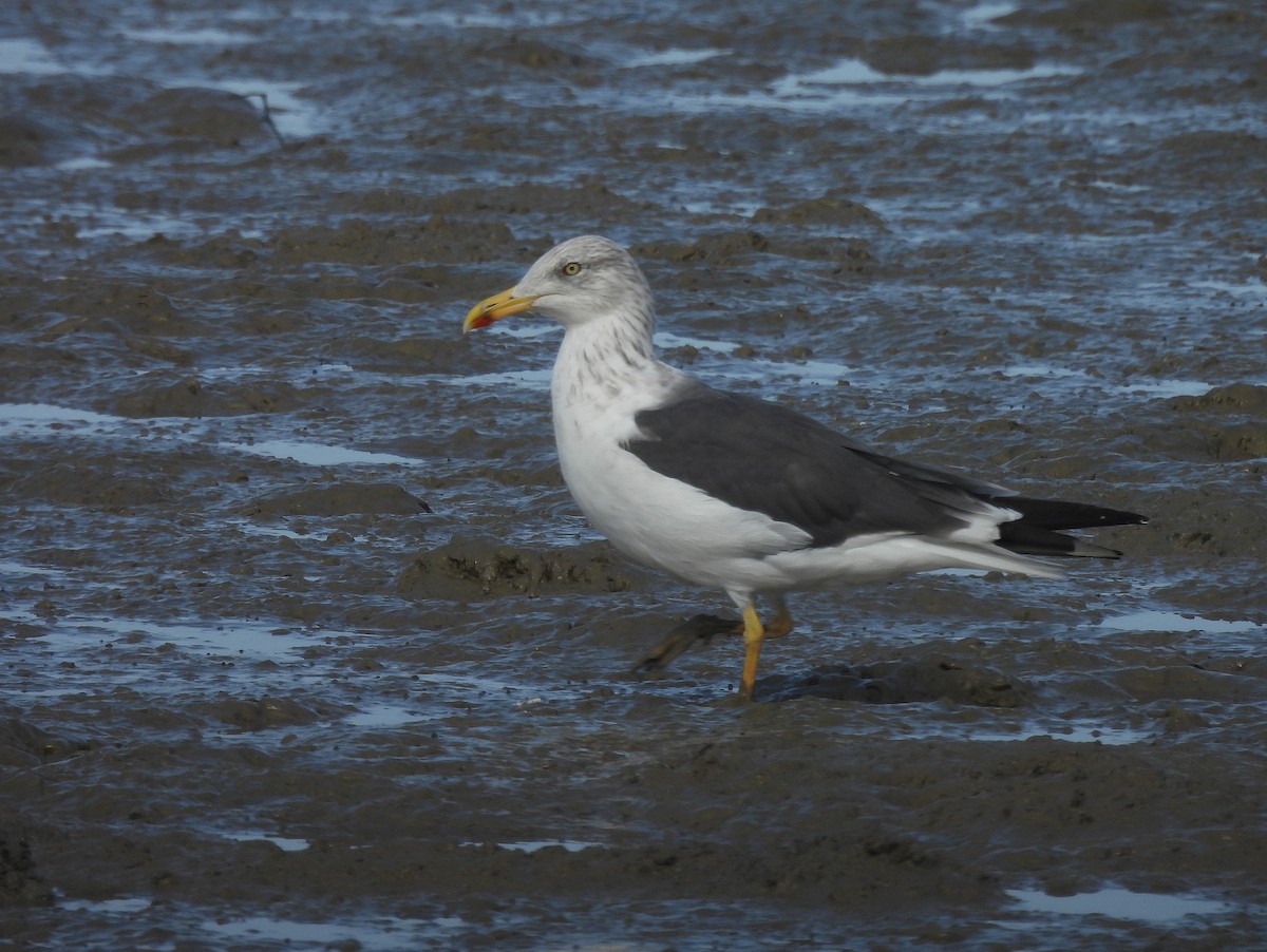 Gaviota Sombría - ML642821484