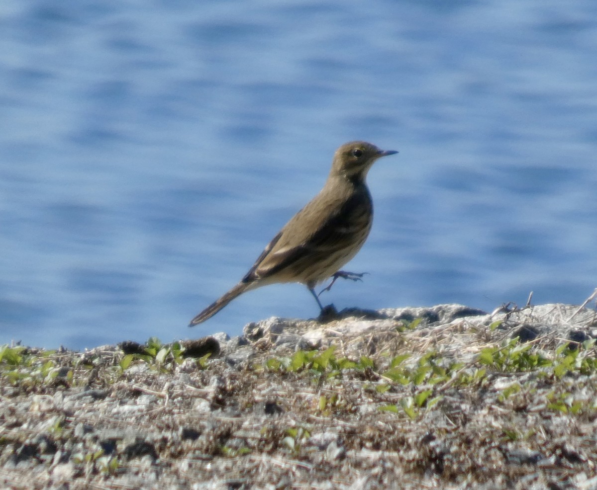 American Pipit - ML642821490
