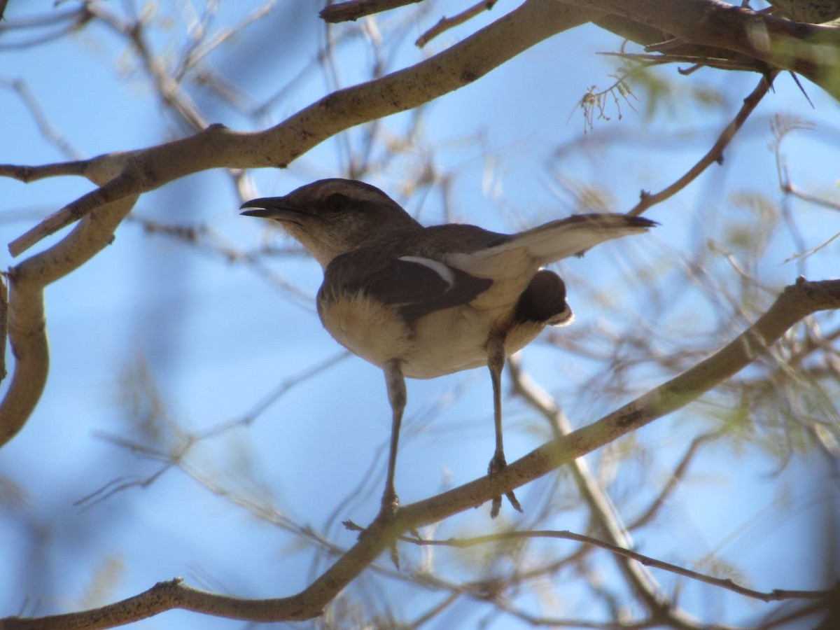 White-banded Mockingbird - ML642821532