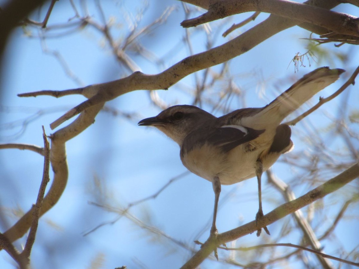 White-banded Mockingbird - ML642821533