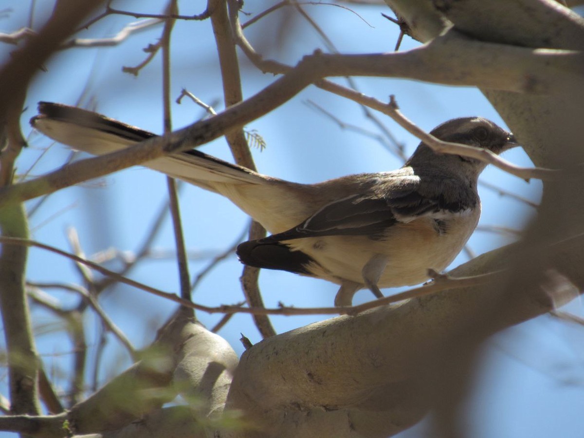 White-banded Mockingbird - ML642821534