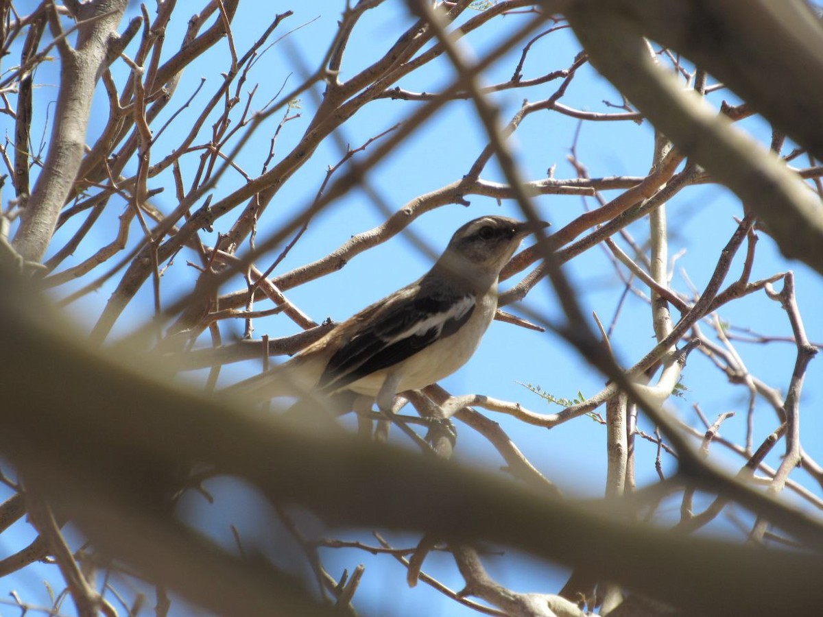 White-banded Mockingbird - ML642821535