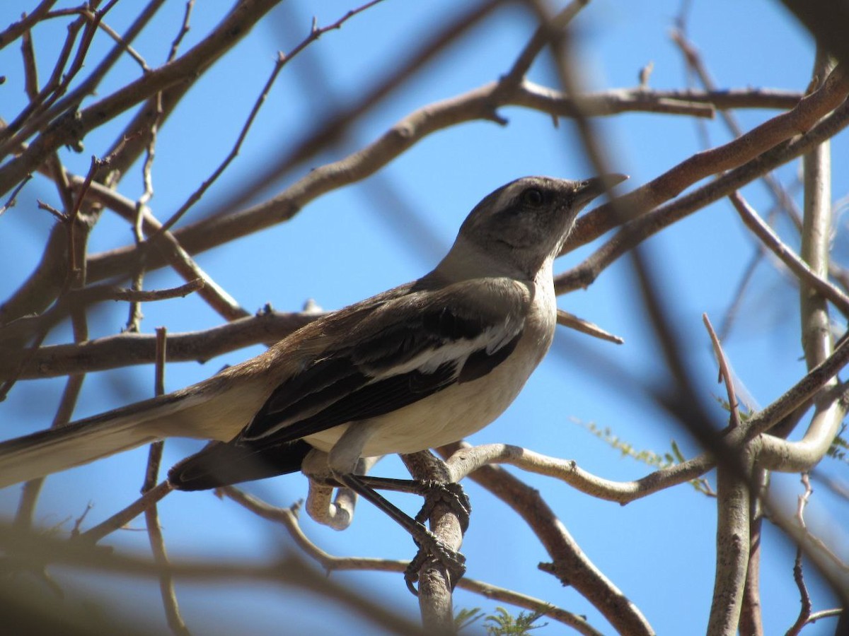 White-banded Mockingbird - ML642821536