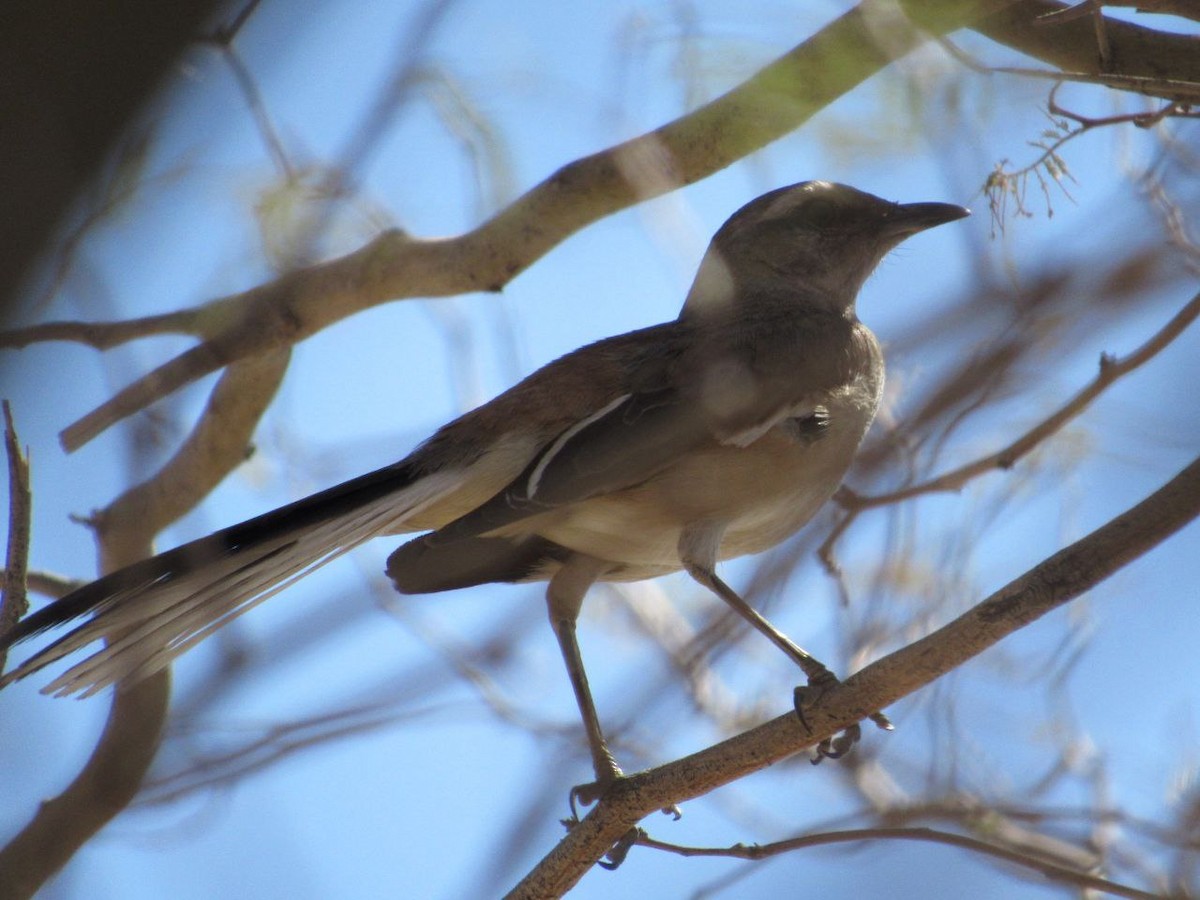 White-banded Mockingbird - ML642821537