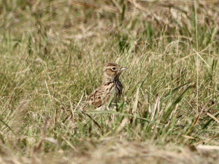Eurasian Skylark - ML642821545