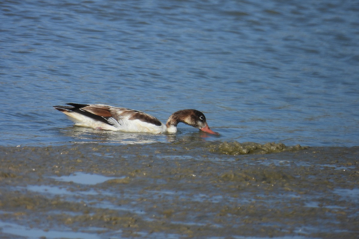 Common Shelduck - ML642821547