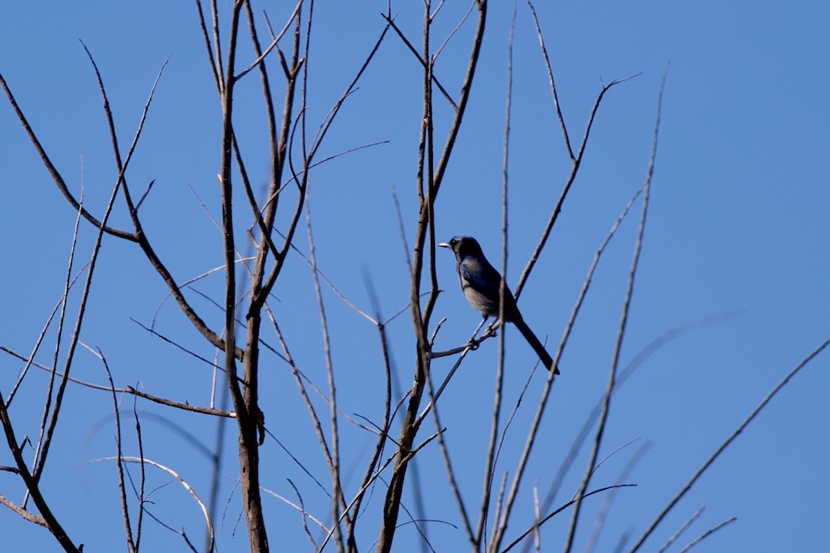 Woodhouse's Scrub-Jay - ML642821563