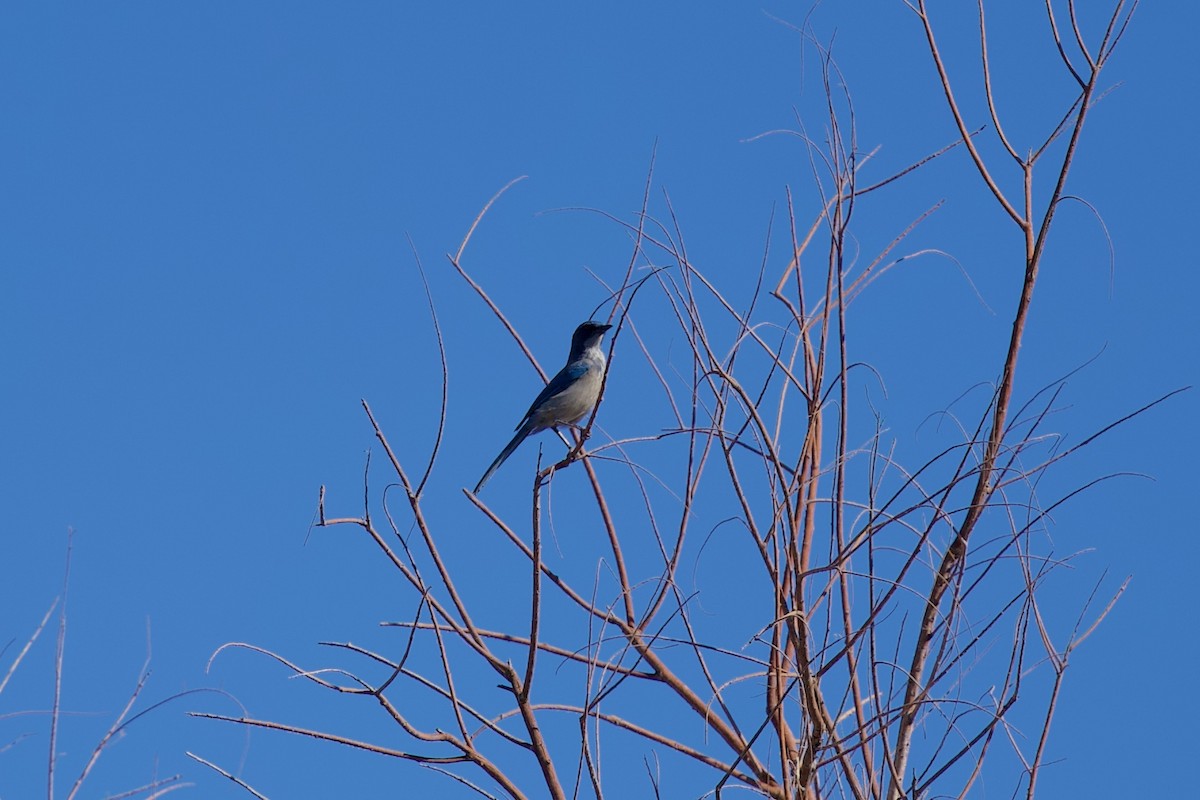 Woodhouse's Scrub-Jay - ML642821564