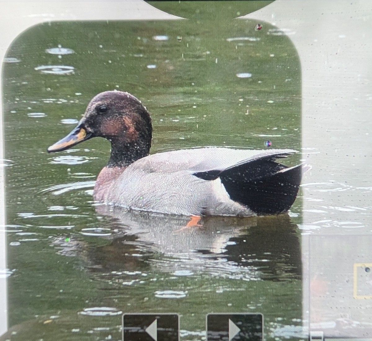 Gadwall x Mallard (hybrid) - ML642821595